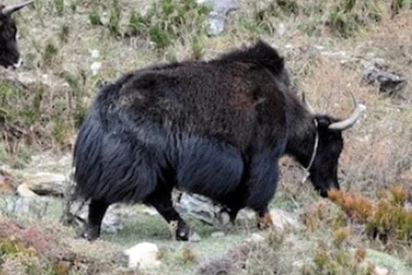 Best Time for Manaslu Circuit Trek with Best Itinerary