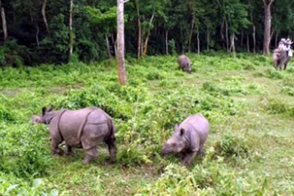 Jungle Safari Tour in Nepal