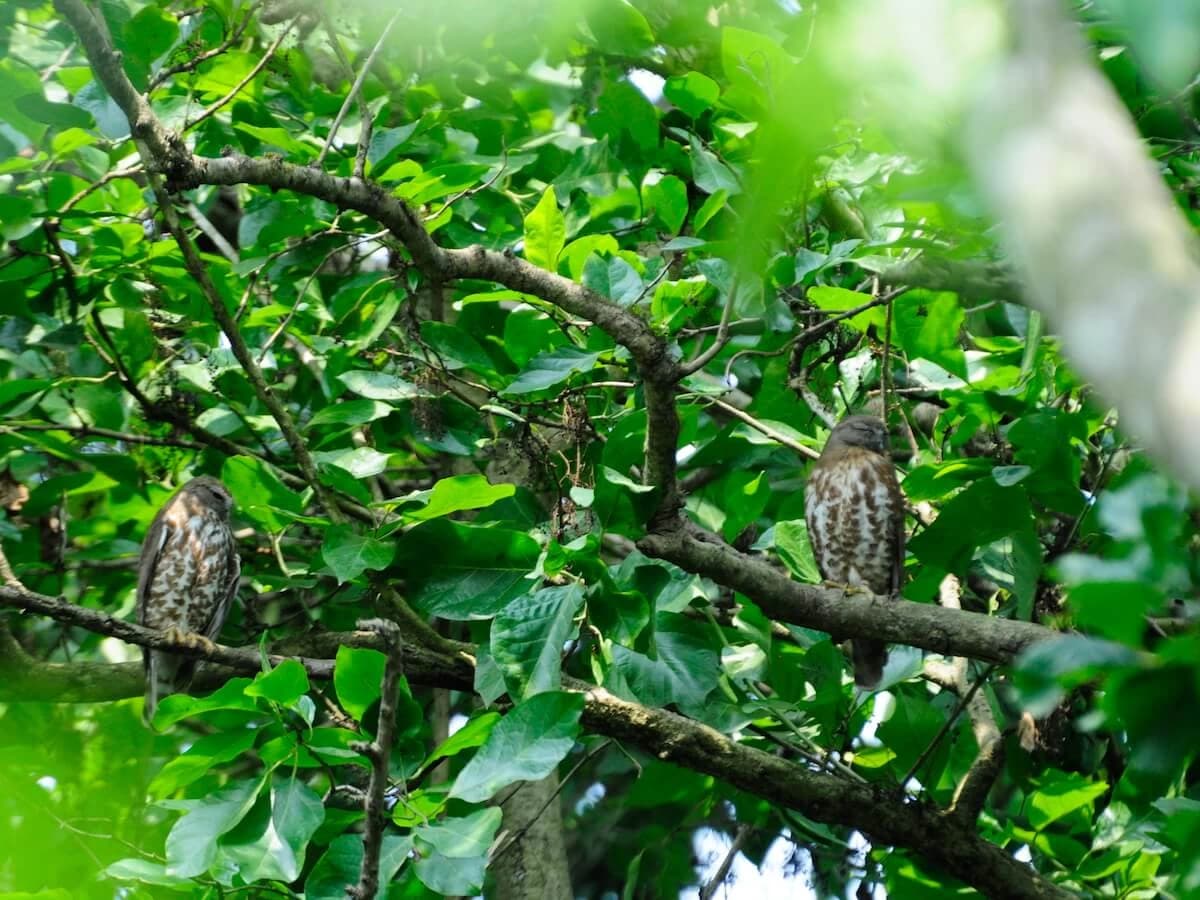 Bird Watching