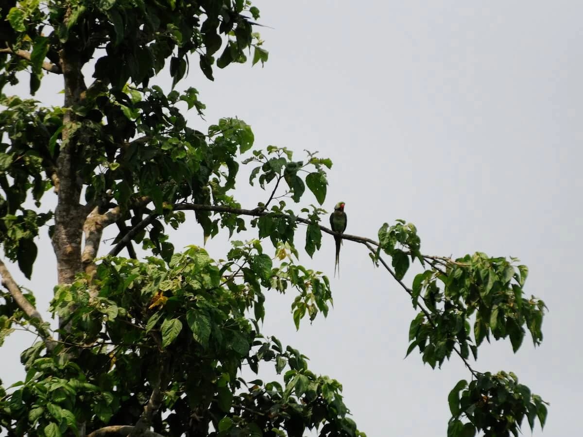 Birds in the Tree