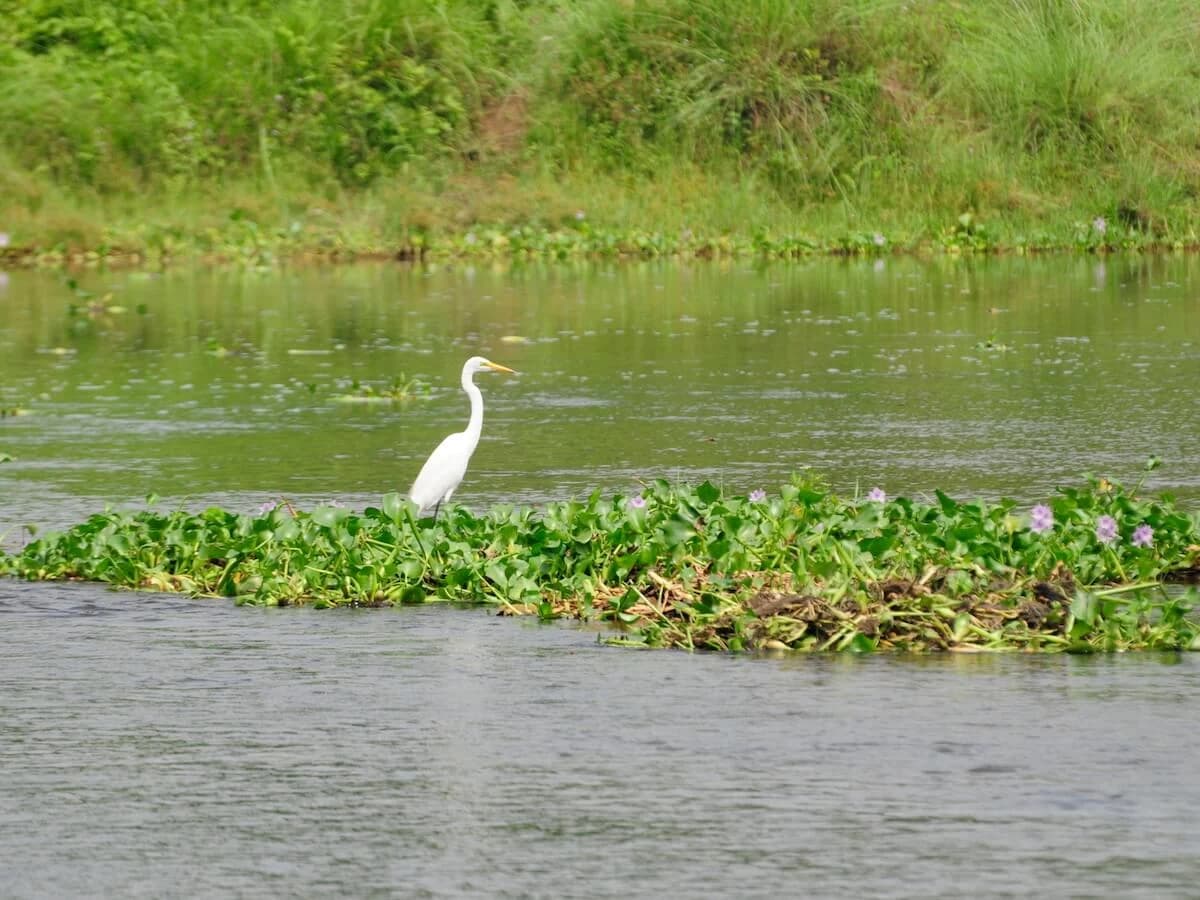 Bird Looking for Food