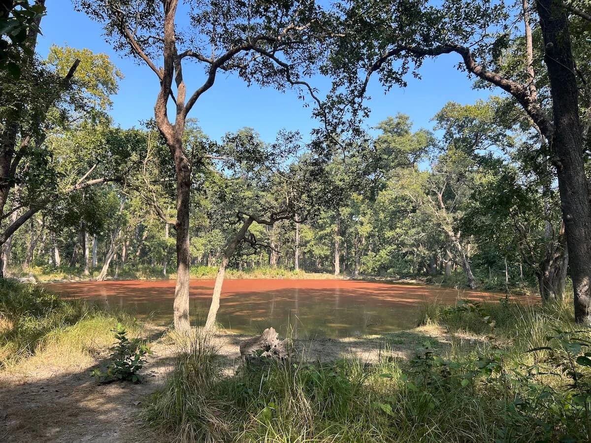 Drinking Water for Jungle Animals