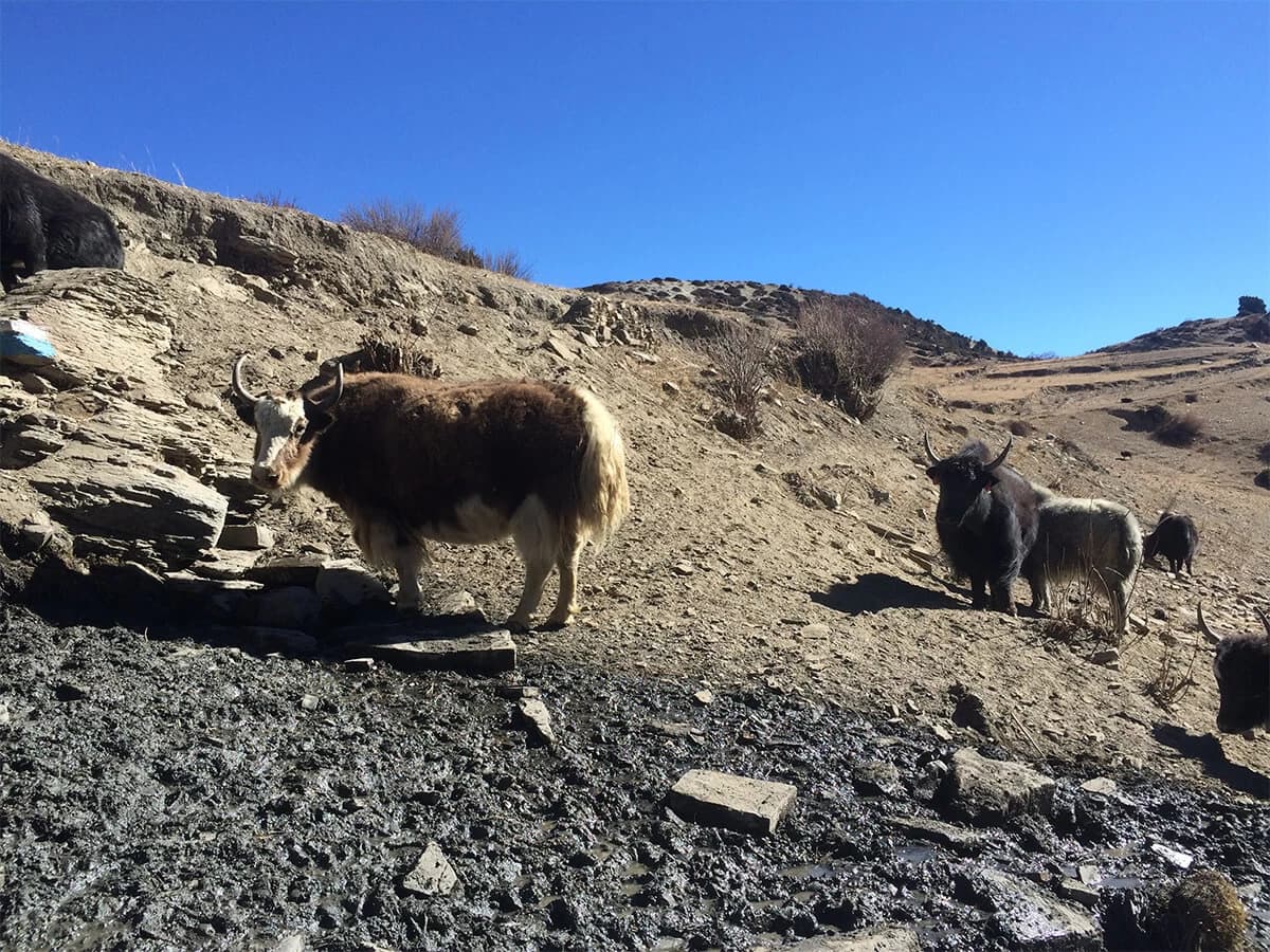 Gokyo Lakes Trek via Everest Base Camp
