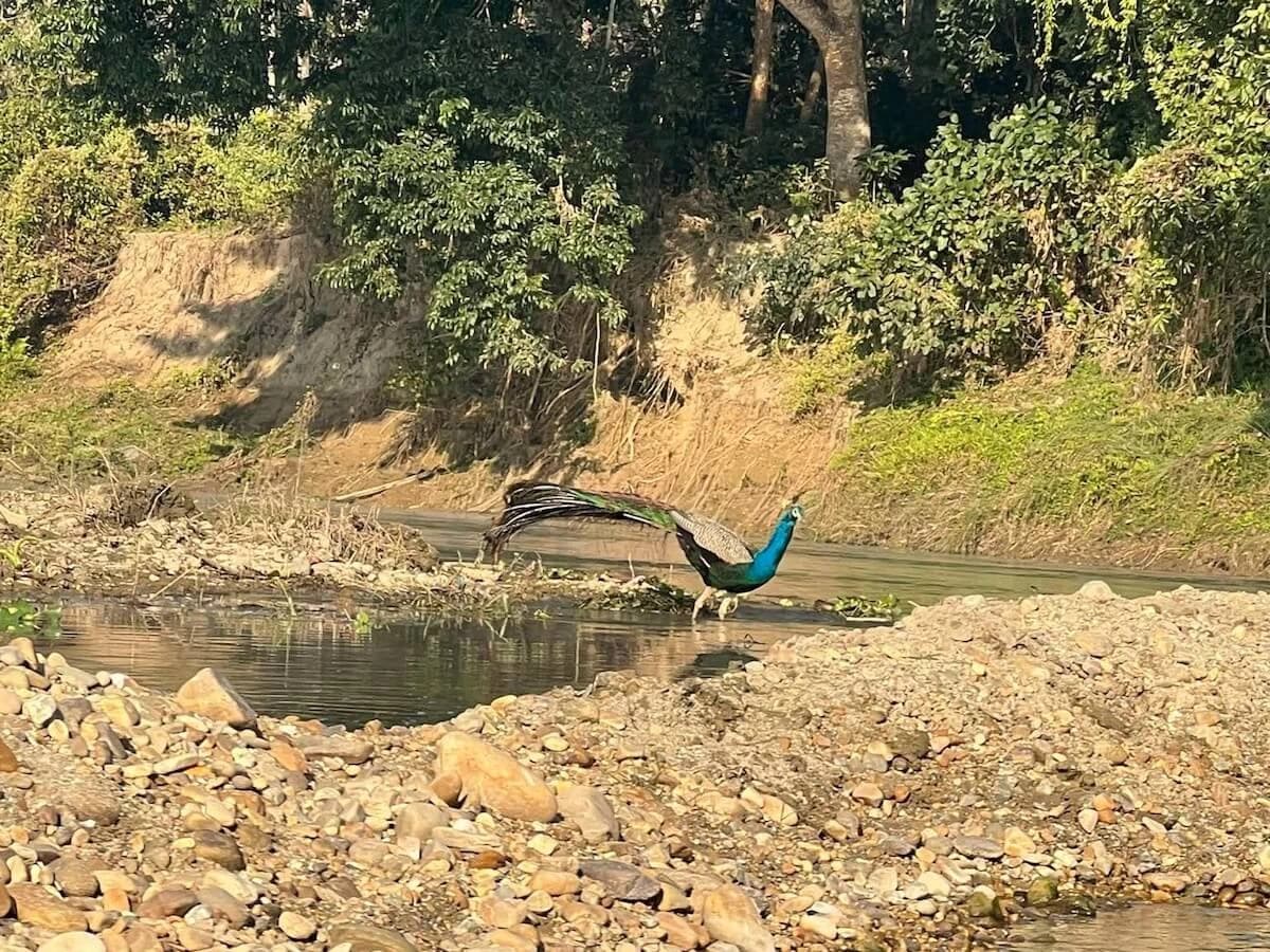 Peacock