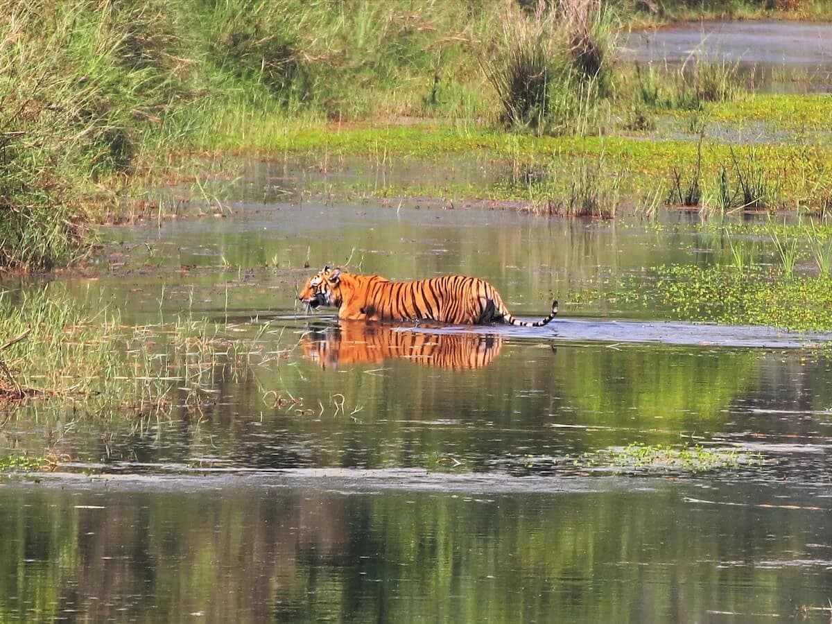Tiger at Bardiya National Park