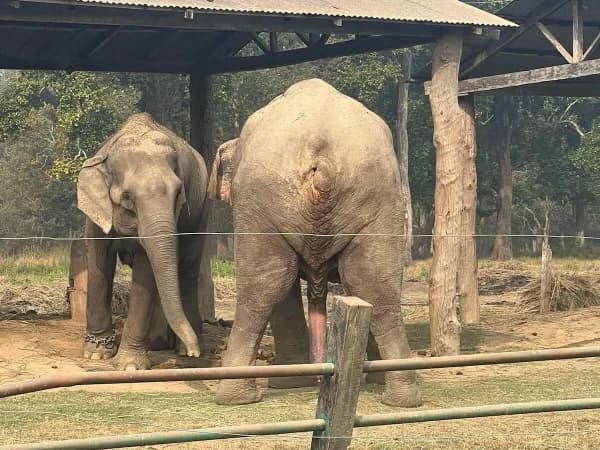 Elephant Breeding
