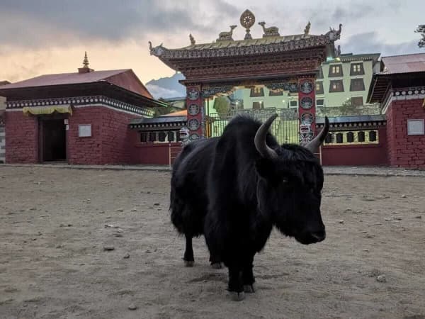Everest Easy Trek
