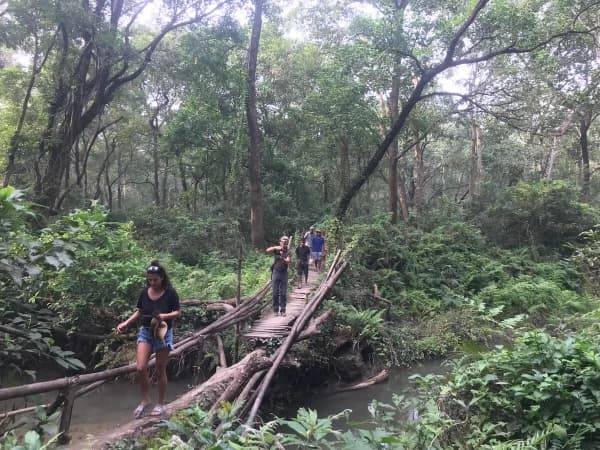 Jungle Walking