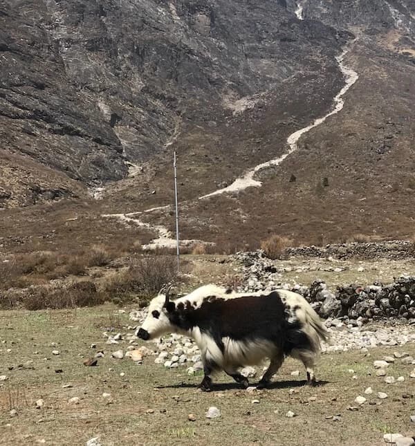 Yak