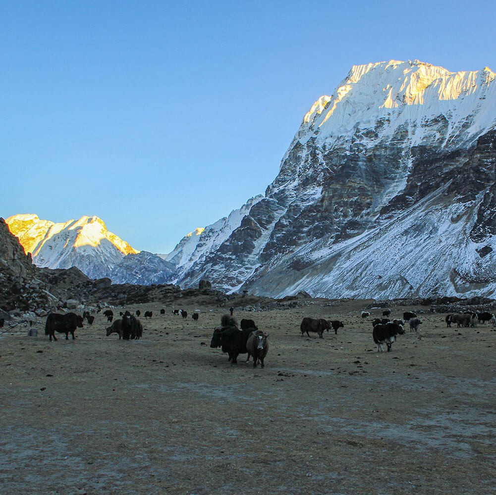 kanchenjunga base Camp Trek