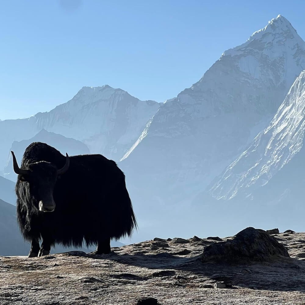 Yak in Everest Three High Passes Trek